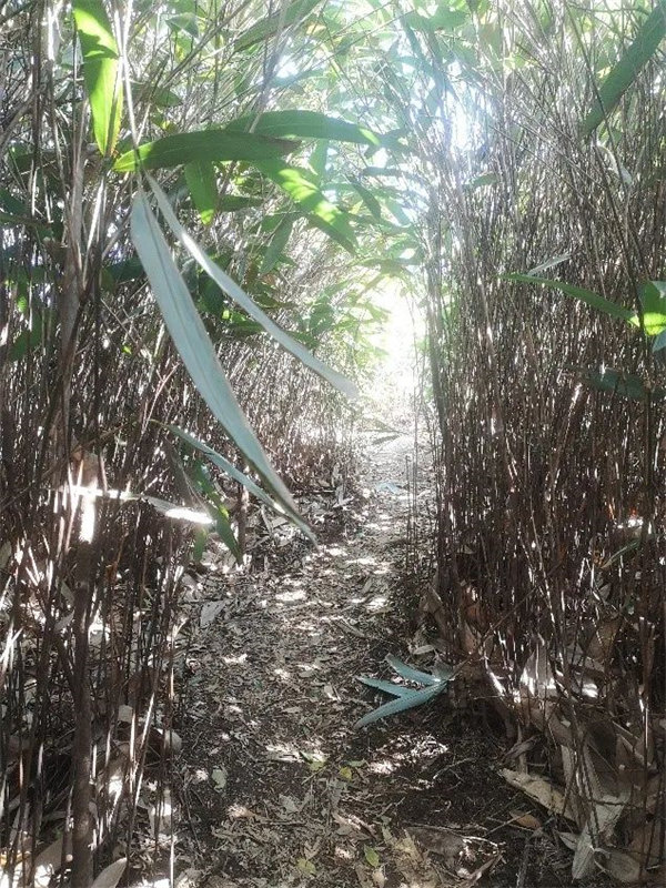 廣東博皓 博行天下丨虎年第一爬,挑戰從化老虎頭 -7