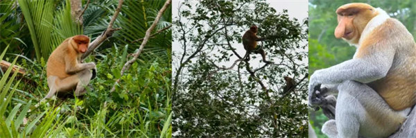 暢游碧海藍(lán)天,共筑團(tuán)隊(duì)夢(mèng)想—博皓沙巴風(fēng)情之旅 -3